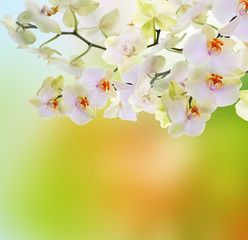 Japanese flower Orchid. Beauty flora Card