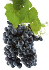 grappe de raisin