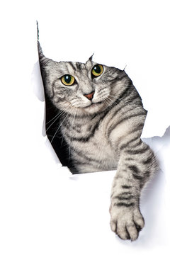 Getigerter Kater
