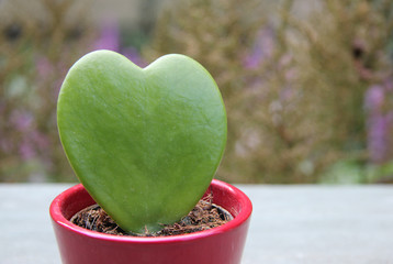 Herz Blatt Pflanze
