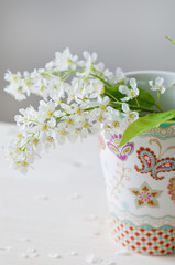 bird cherry's flowers