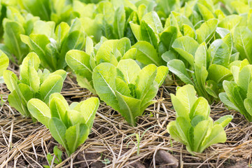 Green lettuce plant