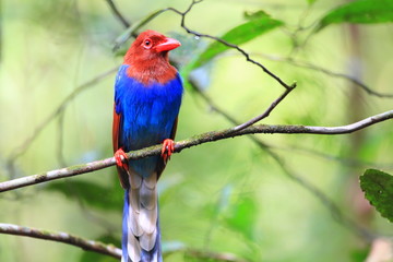 Sri Lanka or Ceylon Blue Magpie  in Sri Lanka