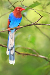 Sri Lanka or Ceylon Blue Magpie  in Sri Lanka