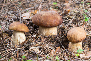 Three Porcini Mushroom in natural enviroment