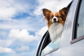 Dog traveling in the car
