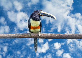 Black-necked Aracari