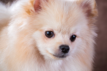 Close-up portrait Pomeranian dog
