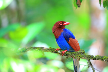 Sri Lanka or Ceylon Blue Magpie  in Sri Lanka