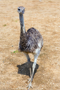 Greater Rhea standing on sand