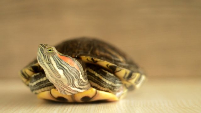 bog turtle hiding its head in armor