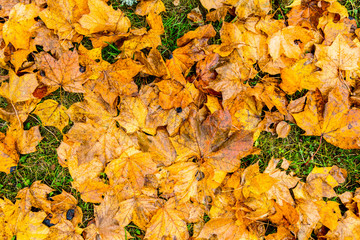 Autumn is when trees get naked