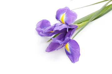Crédence de cuisine en verre imprimé Iris fleur d& 39 iris bleu