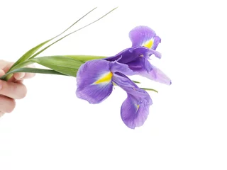 Papier Peint photo Lavable Iris blue iris flower