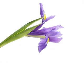 Papier Peint photo Lavable Iris blue iris flower