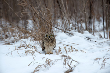 Short Eared Owl