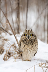 Short Eared Owl