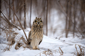 Short Eared Owl