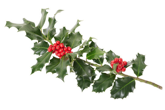 Holly branch on white, clipping path