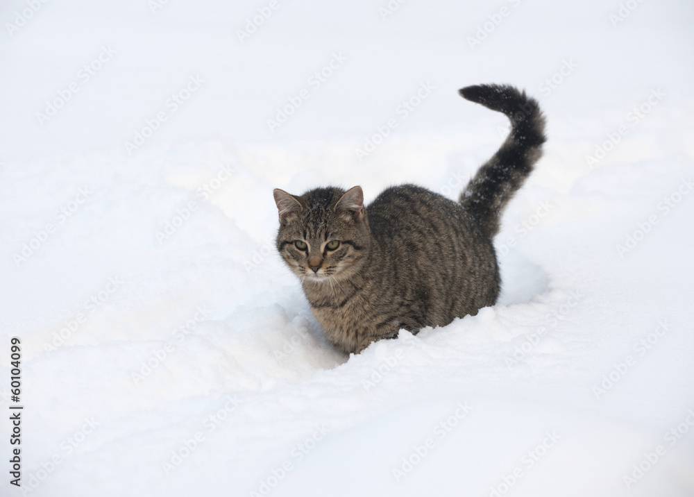 Wall mural Tabby kitten in the snow