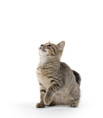 Cute tabby kitten