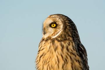 Short Eared Owl