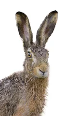 Foto op Aluminium Brown hare portrait © Ana Gram