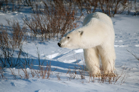 Large female polar bear