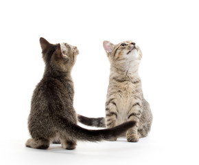 Two tabby kittens