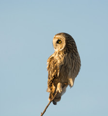 Short Eared Owl