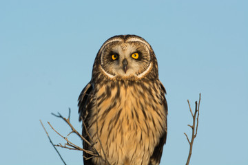 Short Eared Owl