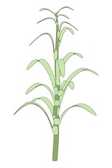 cartoon image of corn stalk