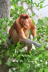 Proboscis monkey - obrazy, fototapety, plakaty