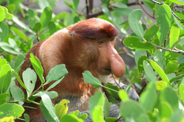 proboscis monkey - obrazy, fototapety, plakaty