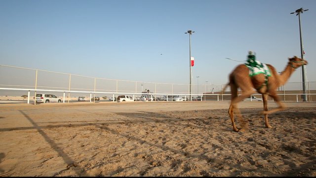 Traditional camel race in Doha, Qatar, Middle East