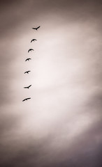 Geese