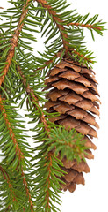 spruce tree branch with cone isolated on white