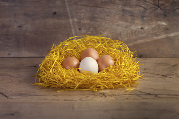 Four eggs in animal nest