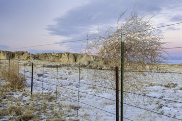 cattle fence and tumbleweed