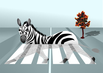 zebra in the city