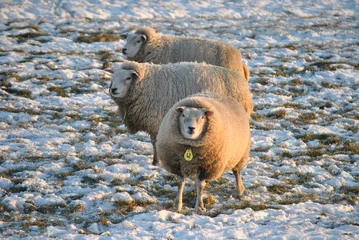 Fototapeten Schafe sind im Winter warm wegen ihrer Wolle © trinetuzun
