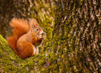 Red squirrel munching on a hazel nut