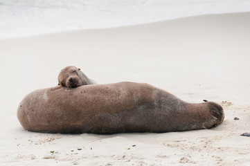 Adult and pup Galapagos sea lions asleep