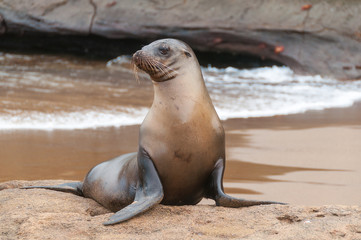 Galapagos sea lion alert on beach