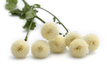 camomille