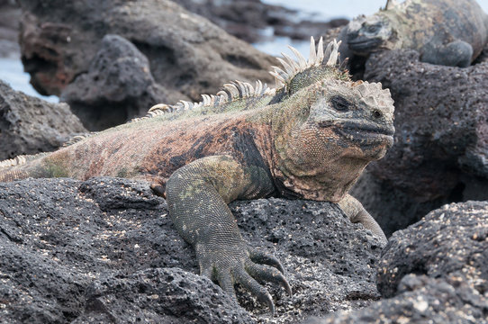 Close up of Galapagos marine iguana at rest