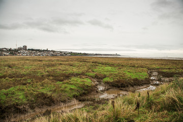 Two Tree Island Marshes
