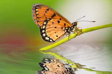 Fototapeta na wymiar Tawny Coster motyla