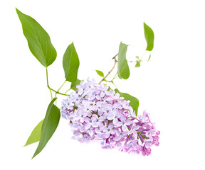 lilac isolated on white background