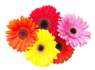 Gerbera flower isolated on white background